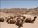 Camel parking lot